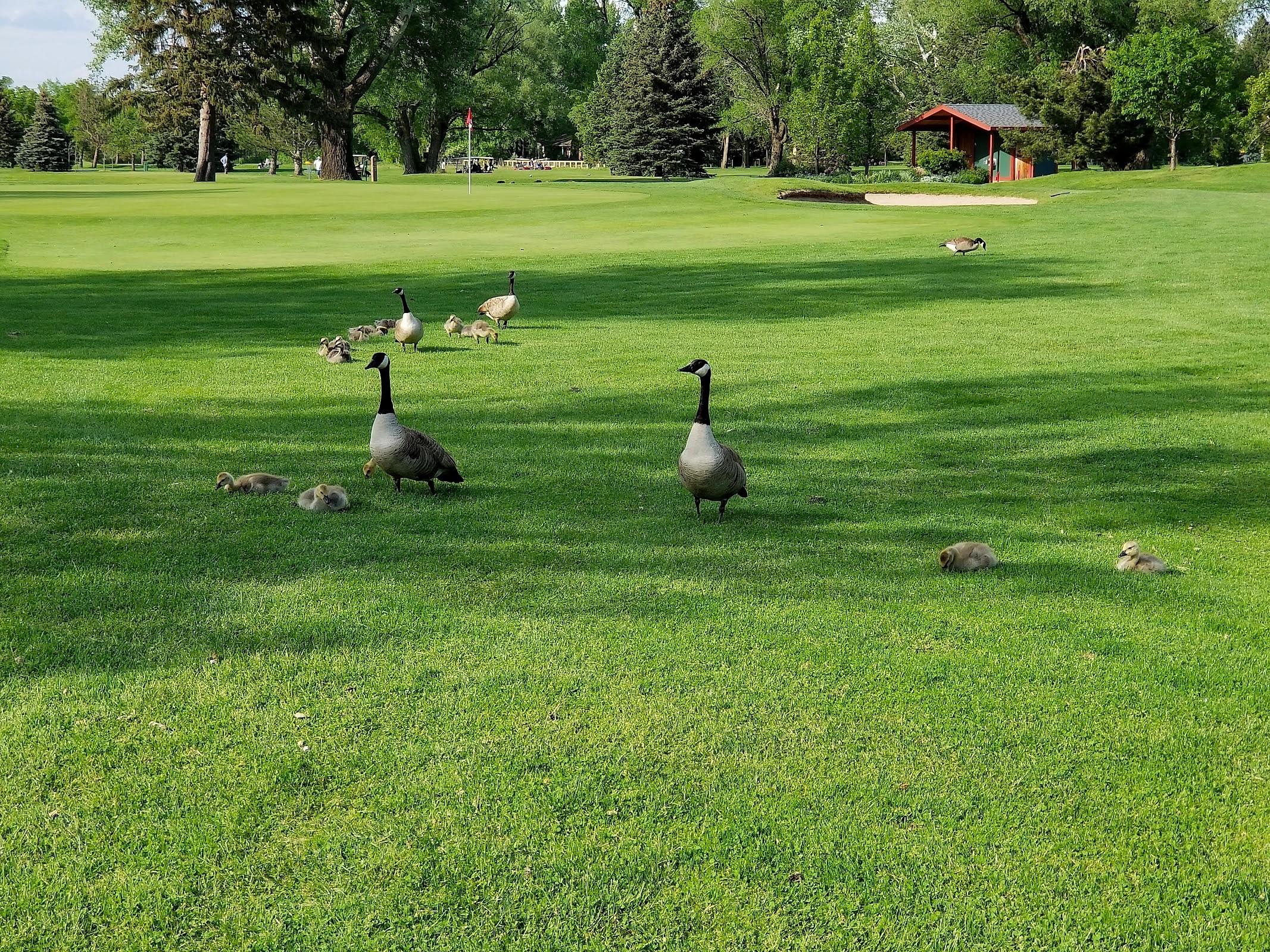 Canada geese family grazing on the pristine golf course greens
